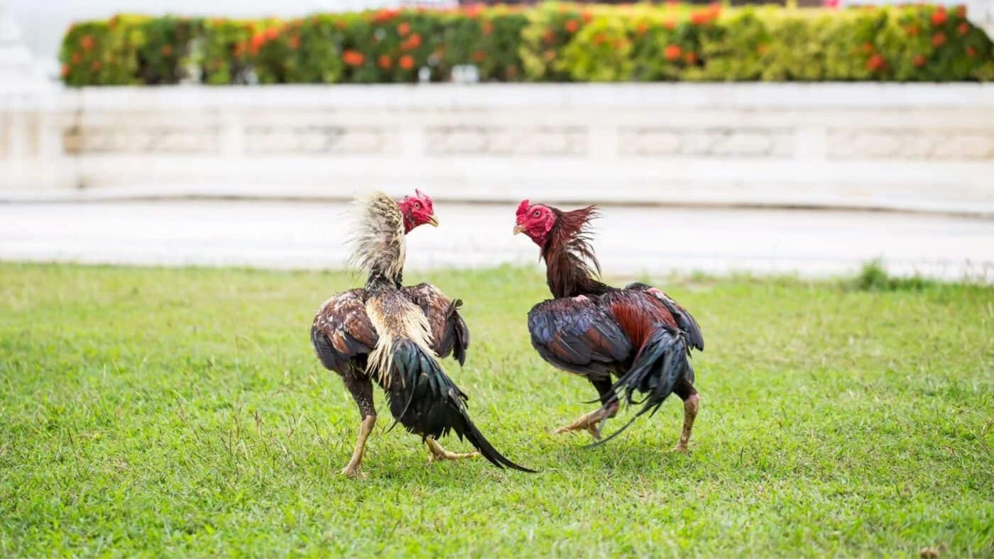 ทีเด็ดเซียนไก่ชน