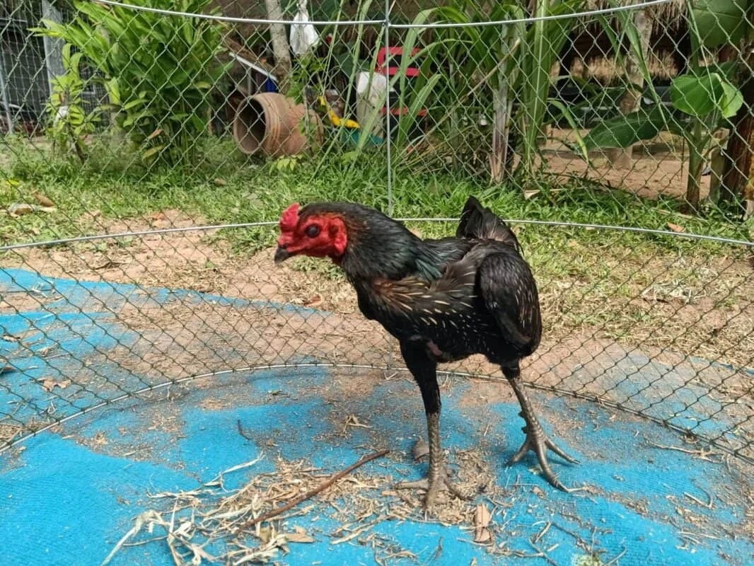 ทีเด็ดเซียนไก่ชน