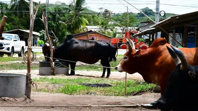 ทีเด็ดเซียนวัวชน แชมป์ชนแชมป์